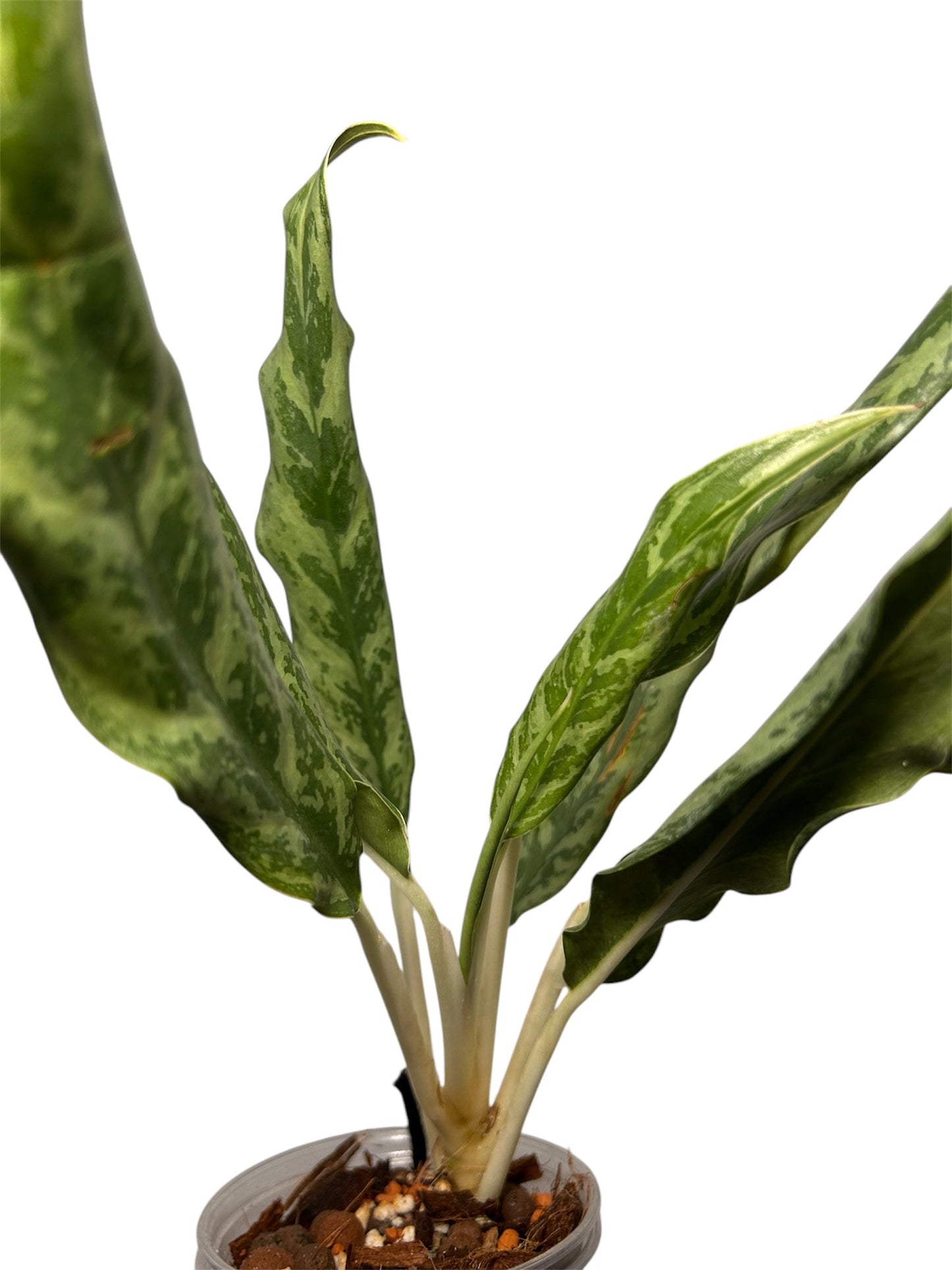 Aglaonema Ngeun Ngeun Green and White Plants