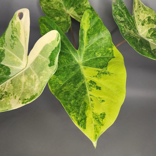 Alocasia Hybrid (Calidora x Pink Dragon ) - Précommande Green and White Plants