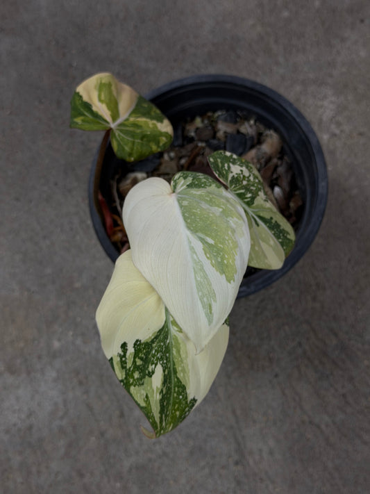 Philodendron Gloriosum Tricolor
