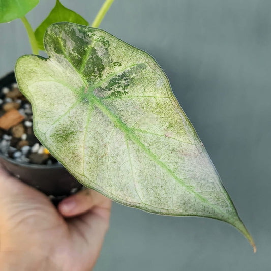 Alocasia Regal Shield Mint Variegata - Précommande Green and White Plants
