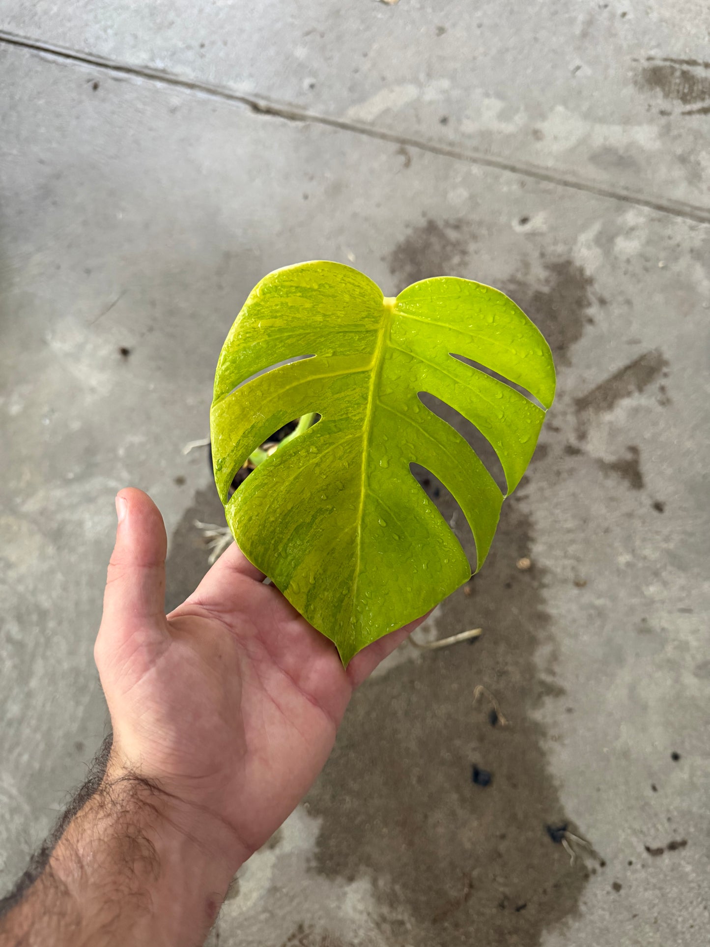 Monstera Borsigiana Aurea