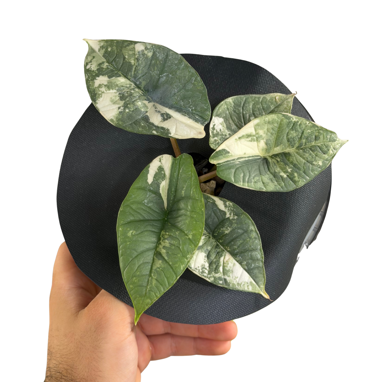 Alocasia Silver Dragon Albo - Bulbe