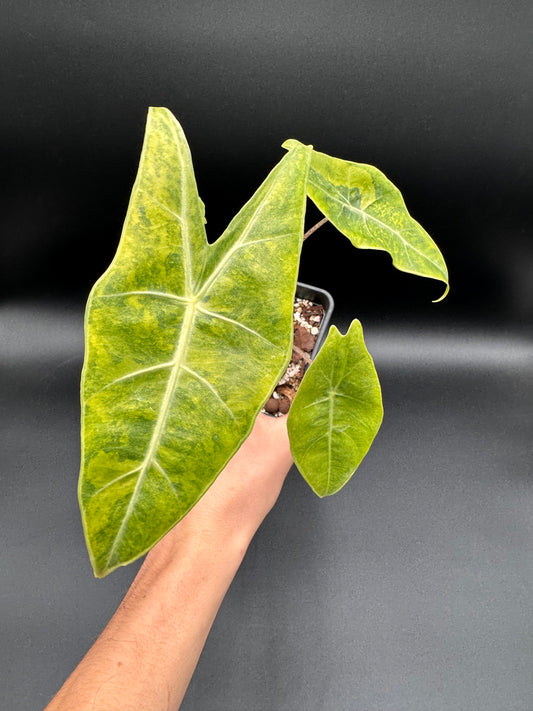 Bulbes Longiloba « Super Narrow » Aurea