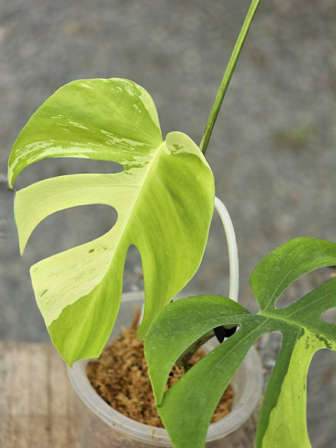 Monstera Deliciosa Light Lime - Livraison 30 jours