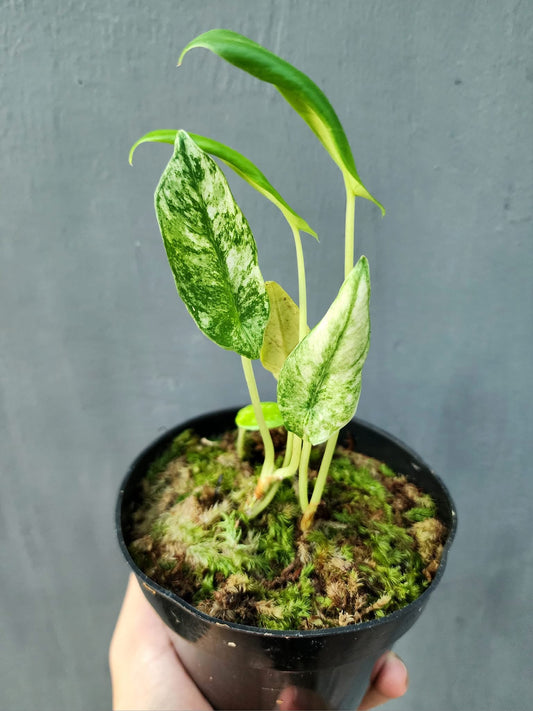 Alocasia beccari albo/mint variegata - Précommande Green and White Plants
