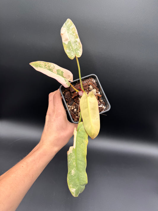 Philodendron Atabapoense Pink Variegata