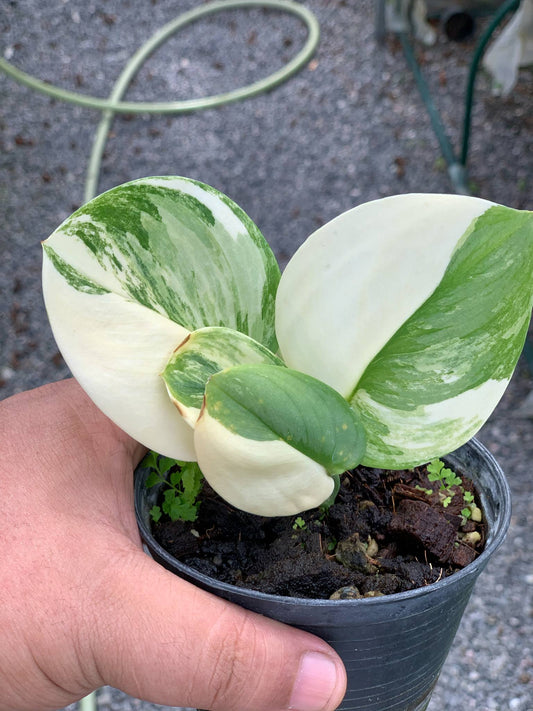 Scindapsus Rubicon Variegata - Delivery 15 days