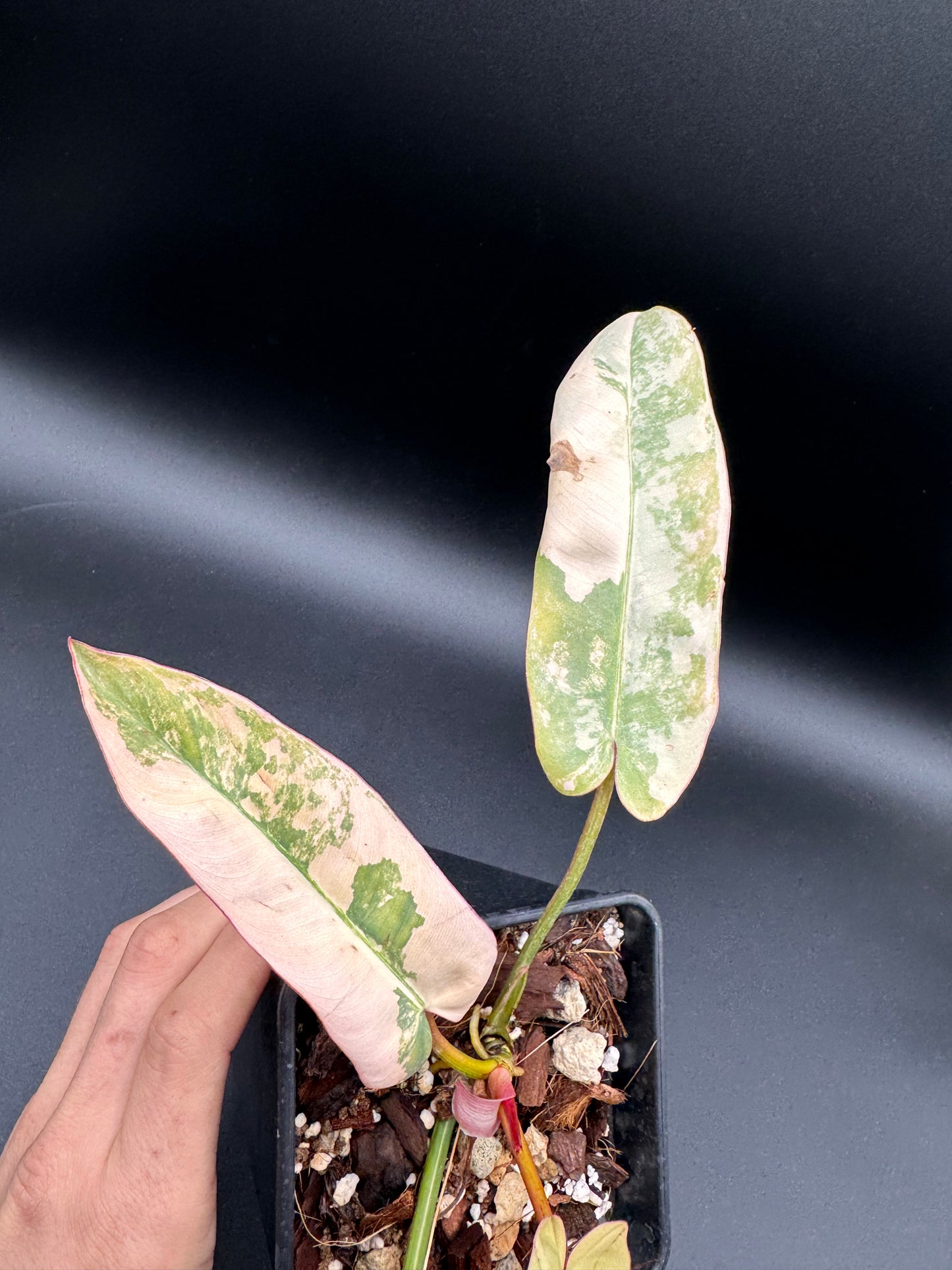 Philodendron Atabapoense Pink Variegata