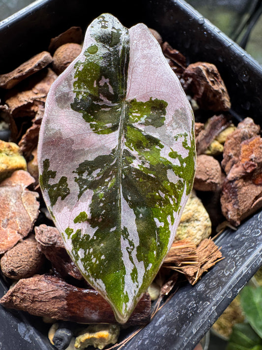 Alocasia Chantrierii Pink Variegata - Bulbe