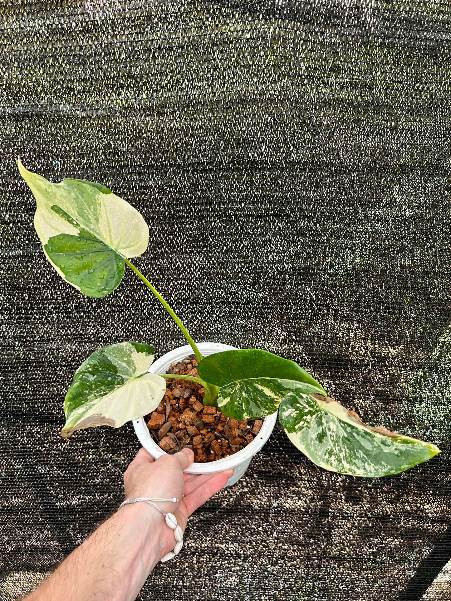 Alocasia Cucullata Albo « Wagyu » Variegata Green and White Plants