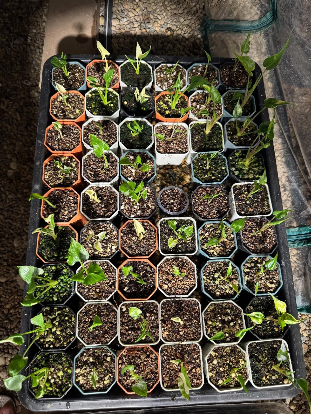 Bulbe Alocasia Cucullata « Ckrinkless » Albo Variegata - Livraison 30 jours