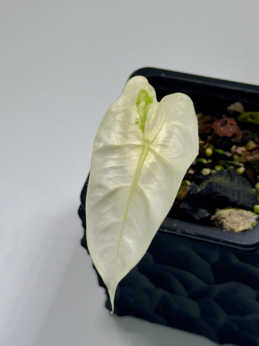 Alocasia Longiloba Thaicon Crème Brûlée