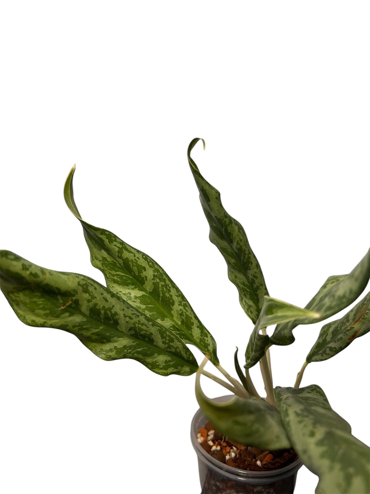 Aglaonema Ngeun Ngeun Green and White Plants