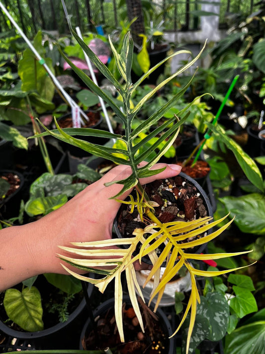 Philodendron Tortum Variegata - Delivery 15 days