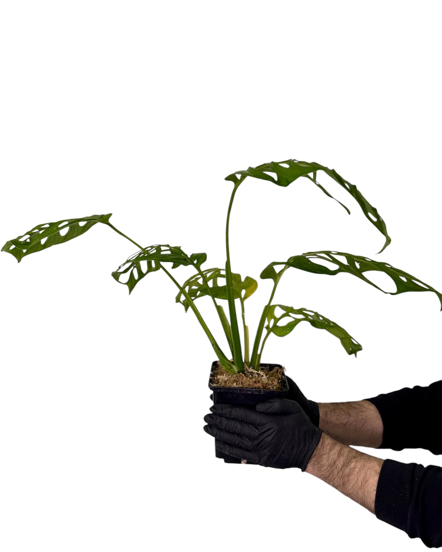 Monstera Esqueleto Green and White Plants