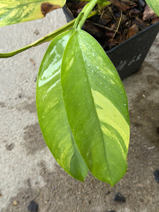 Epipremnum Giganteum Aurea Var