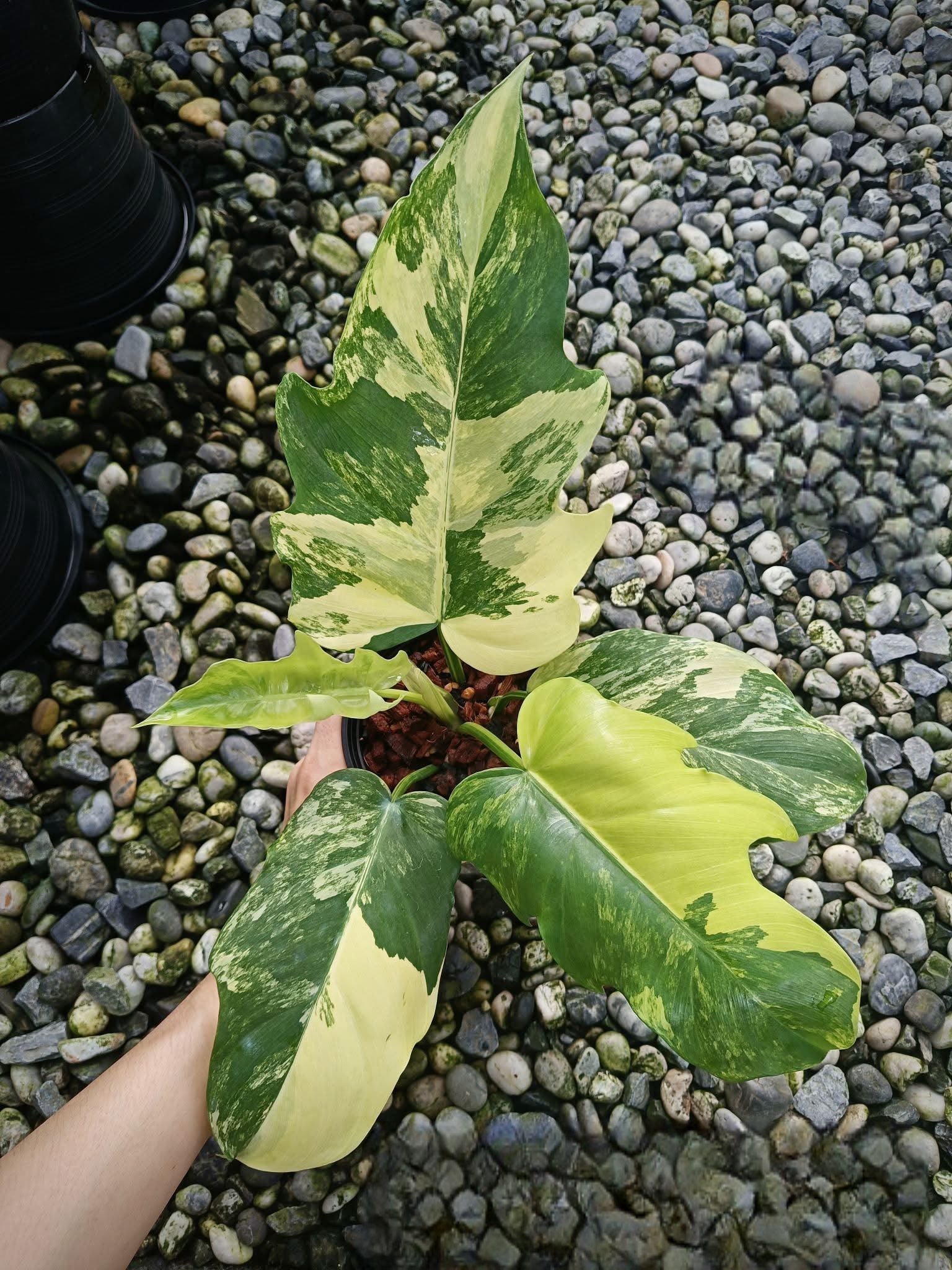new philodendron hybrids Philodendron hybrid variegata – Rare tropical collector's plant – Green and White Plants