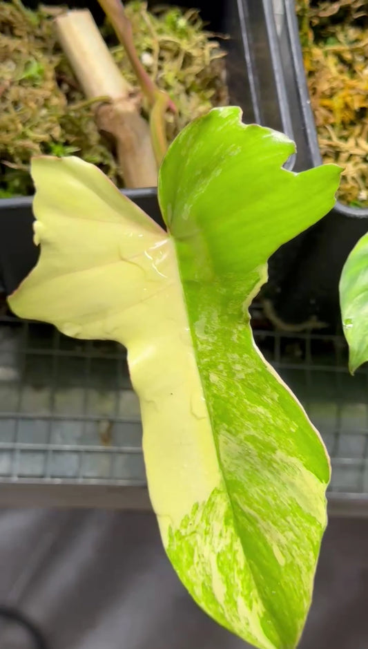 Sur Mesure - FB X Mayoï X 3 / Homalomena Rubescens Tricolor Pink / Homalomena Pink Mutation / Philodendron Billitiae Var