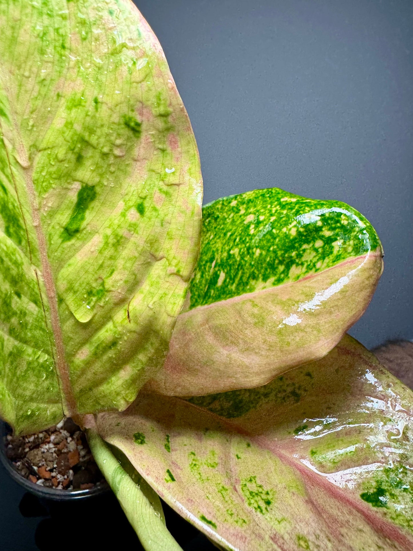 Aglaonema Kumlaingoenkumlaithong Green and White Plants