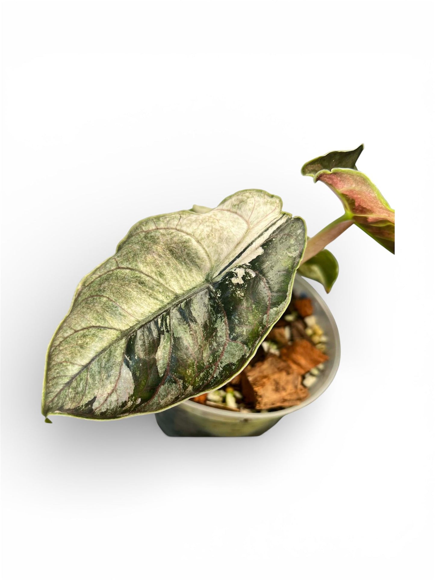 Pack Duo Alocasia Azlanii Pink/Albo & Pink/Mint - Bulbe