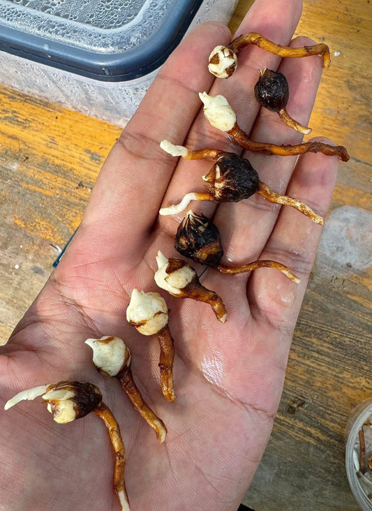 Alocasia Cucullata “Ckrinkless” Albo Variegata Bulb - Delivery 15 days