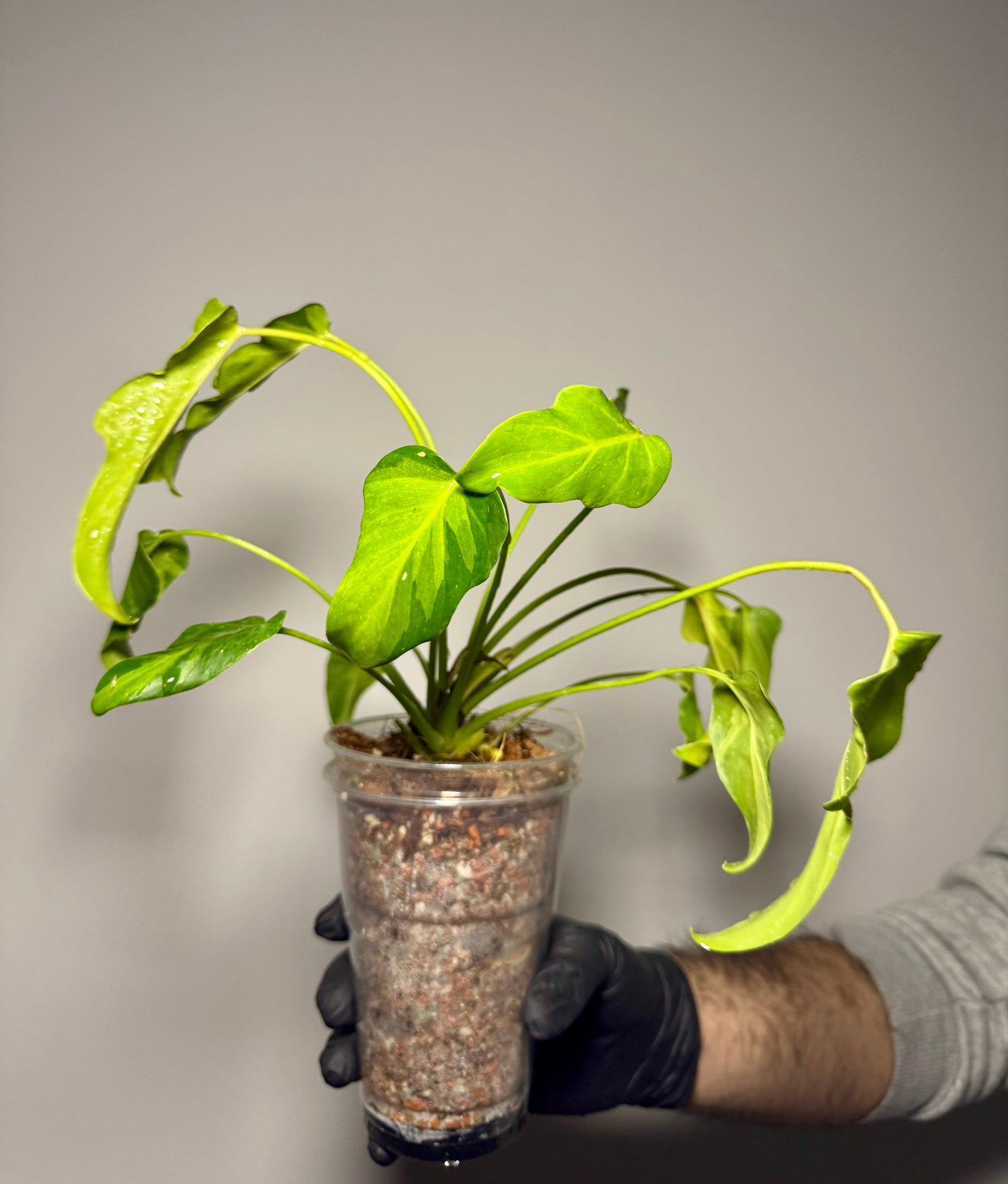Philodendron Xanadu Variegata Green and White Plants