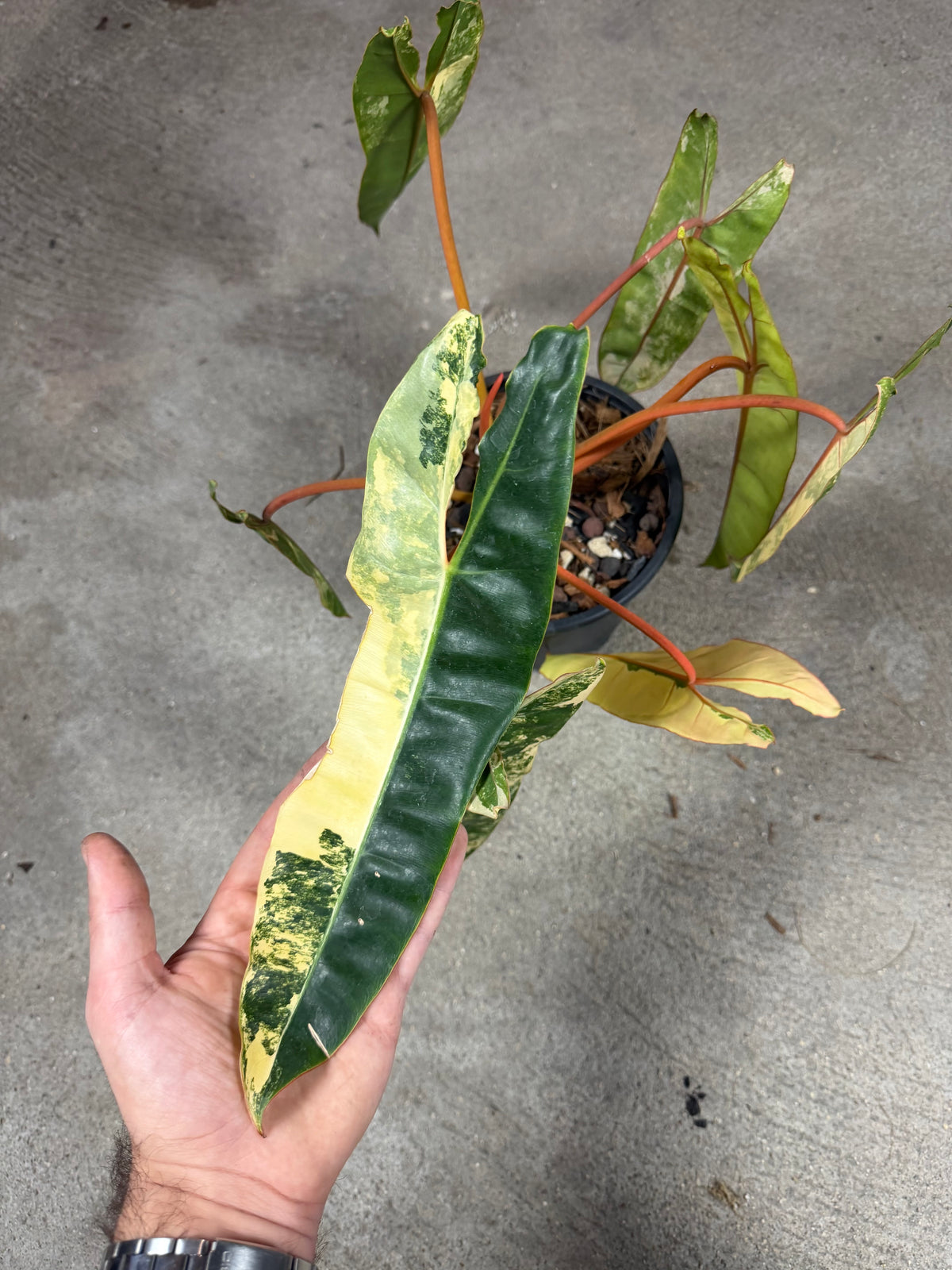 Philodendron Billitiae Variegata