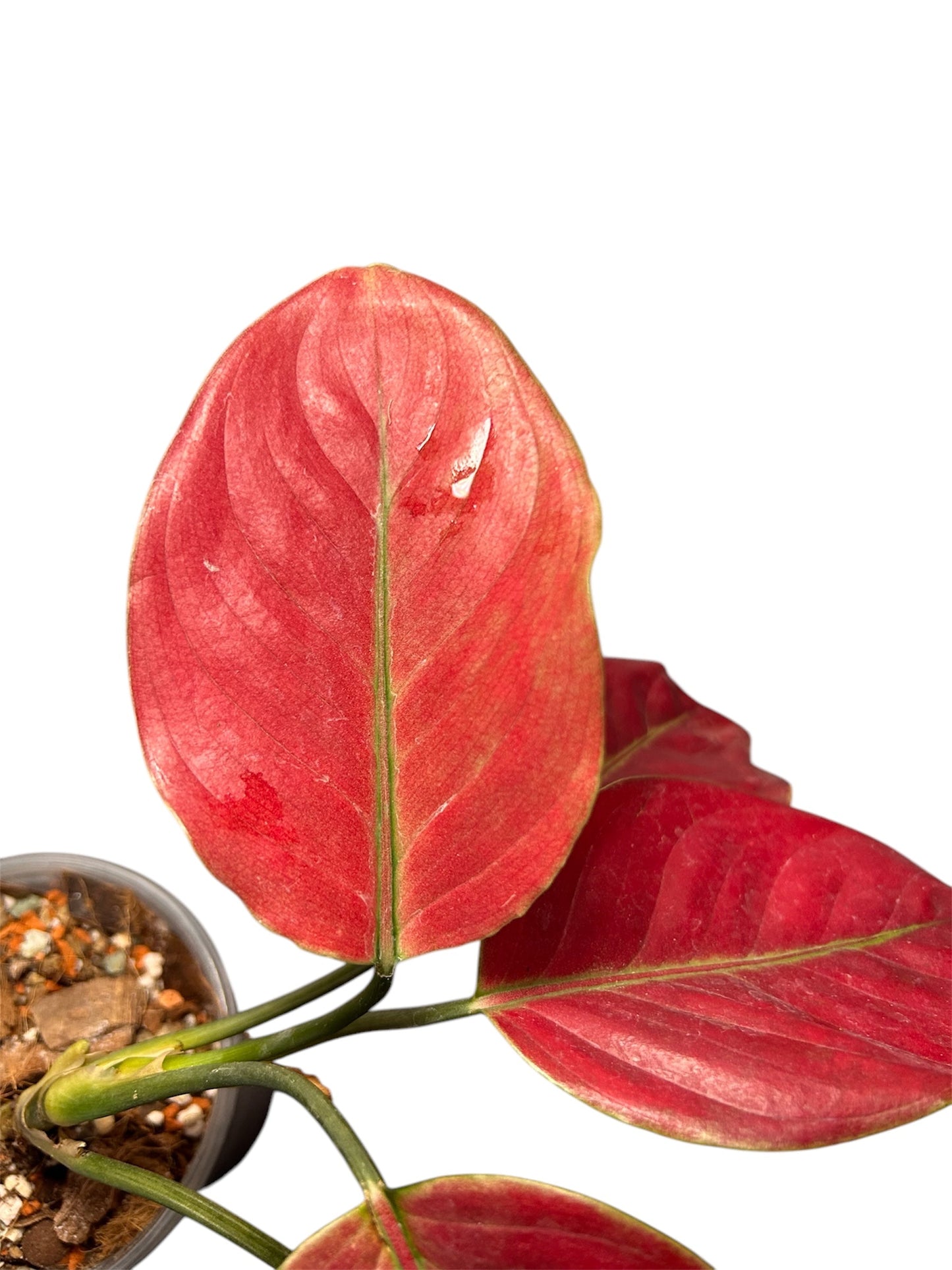 Aglaonema Heng Heng Heng Round Leaves Green and White Plants