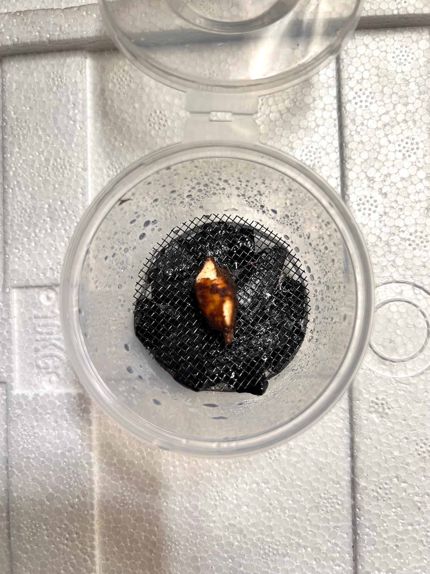 Alocasia Okinawa Silver Albo Variegata - Bulbe