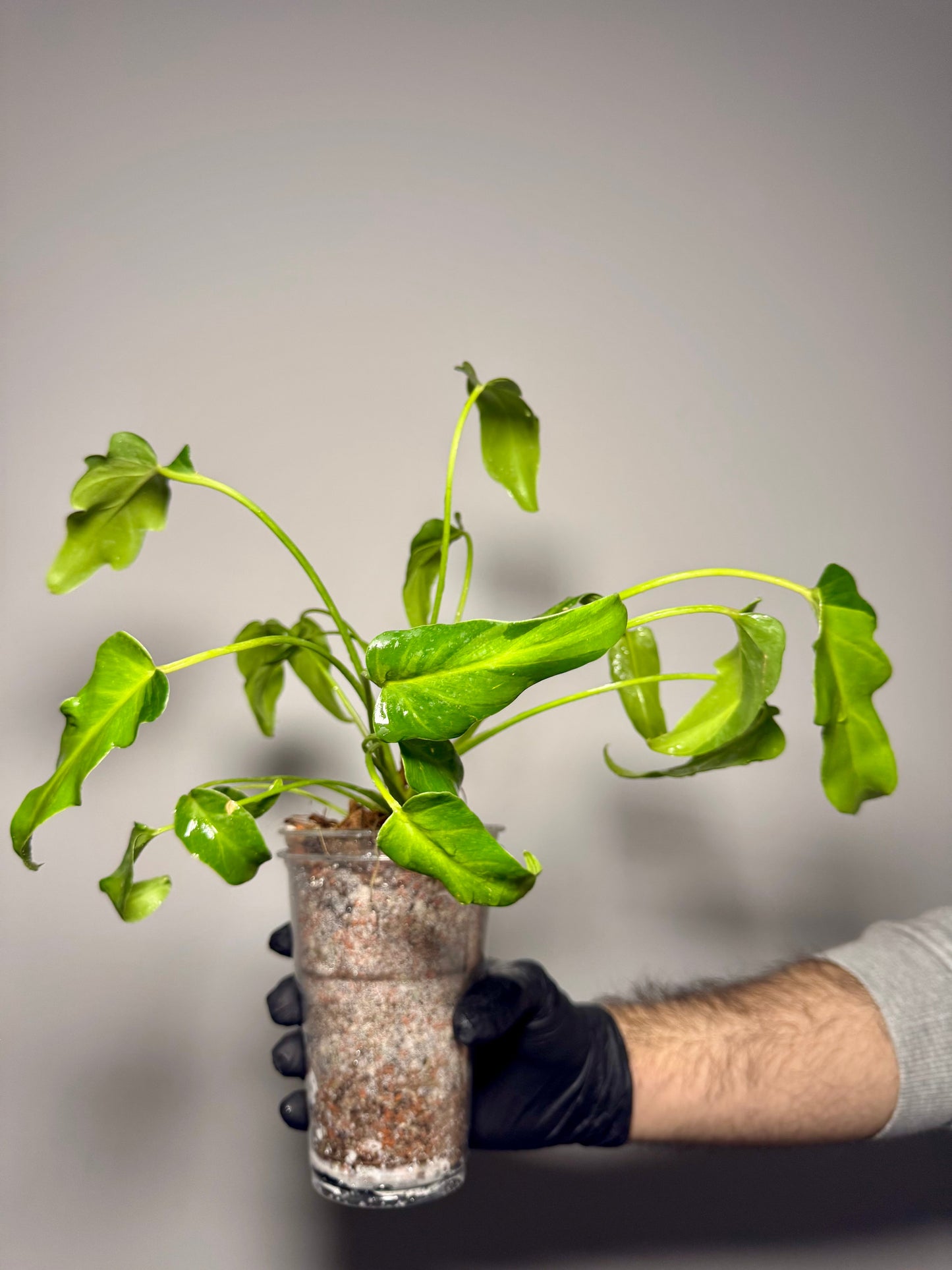 Philodendron Xanadu Variegata Green and White Plants