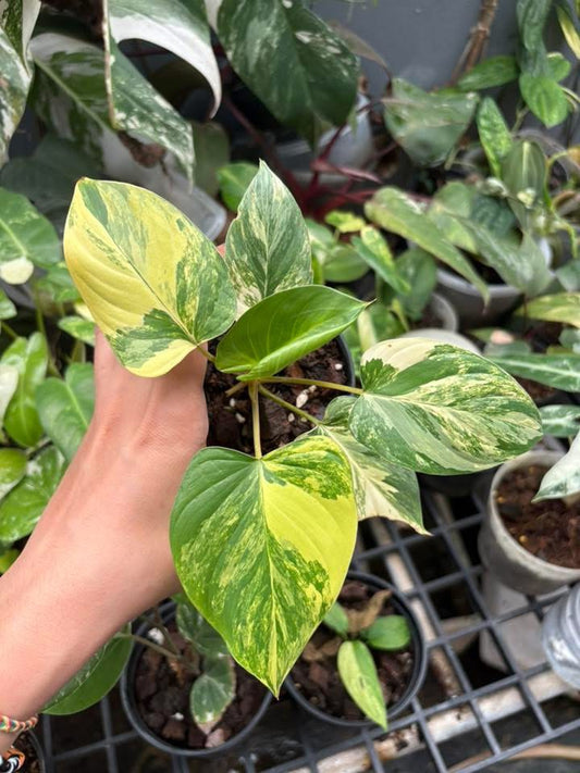 Homalomena Rubescens Aurea Variegata - Delivery 15 days