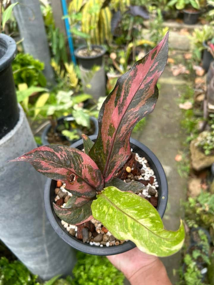 anthurium variegata Anthurium Hookeri Pink – Rare tropical pink variegation – Green and White Plants
