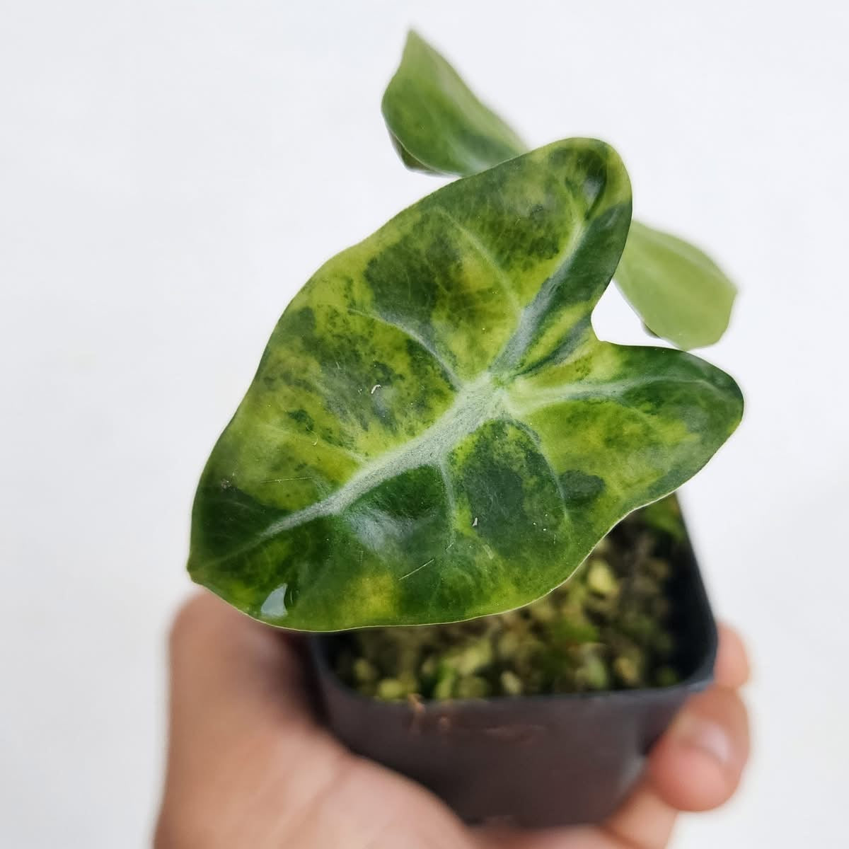 Alocasia Balloon Heart Aurea Green and White Plants