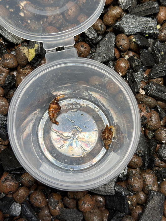 Alocasia Scalprum White Cream - Bulbe