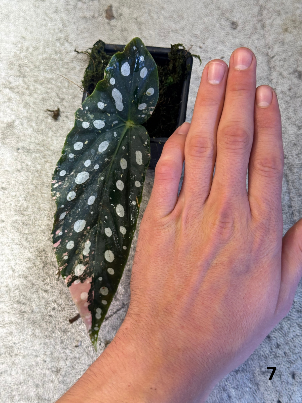 Bégonia Maculata Pink Variegata