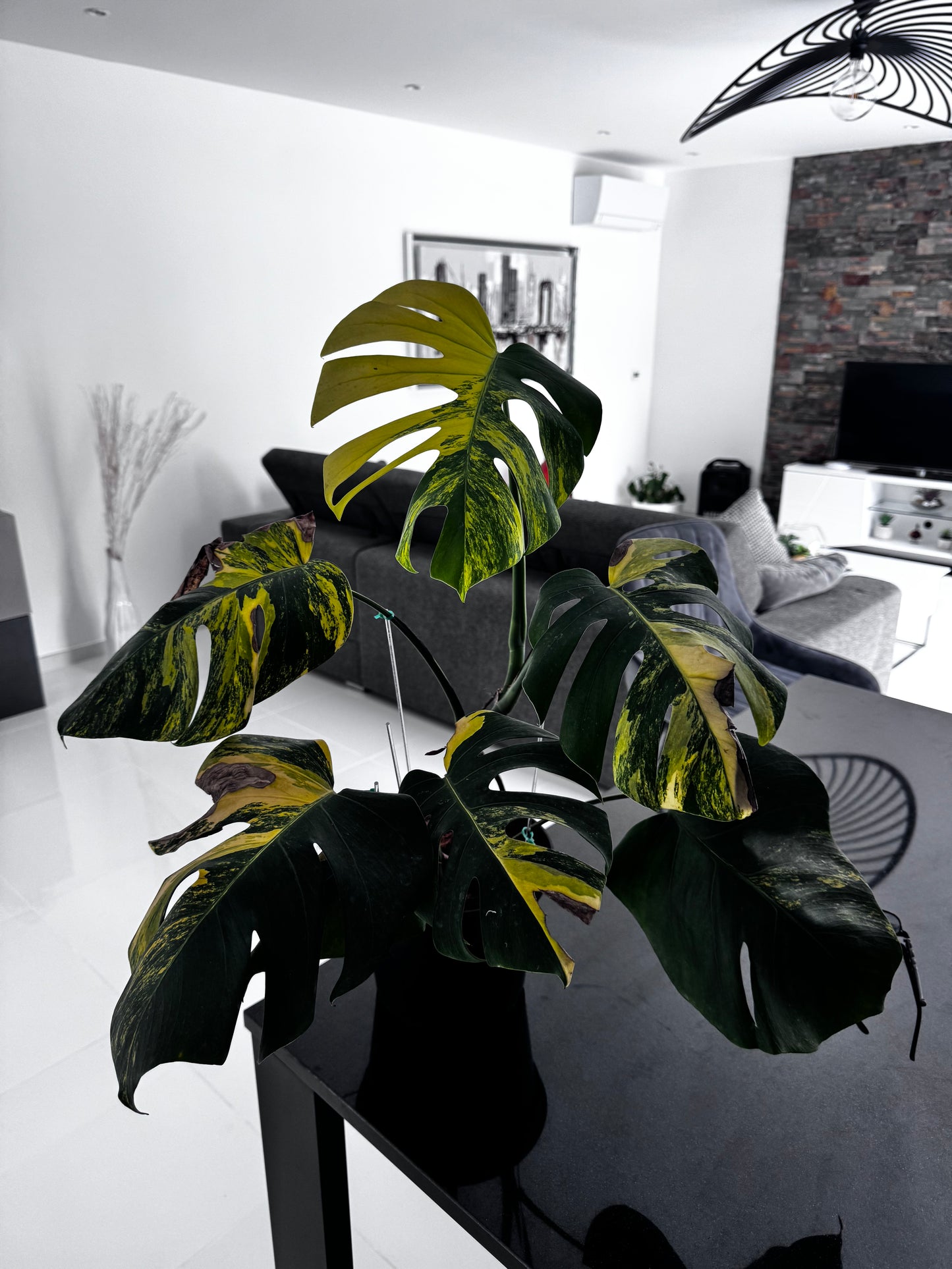 Monstera Aurea Variegata - Custom Made