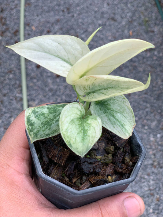 Scindapsus Mayari Variegata