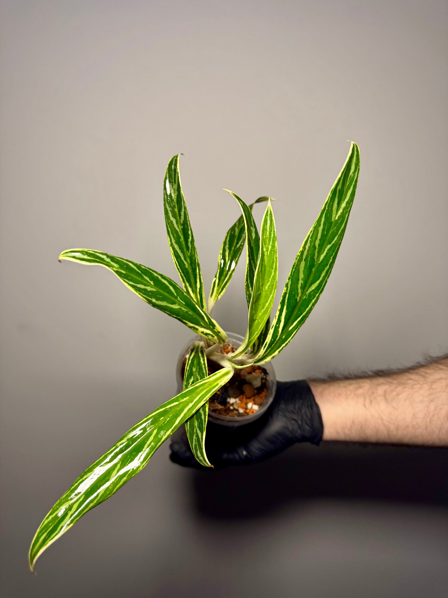 Aglaonema Setthee Ruangkhao Green and White Plants