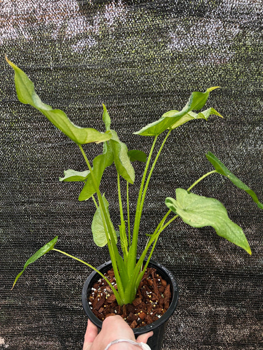 Alocasia Cucullata Full Mint - Précommande Green and White Plants