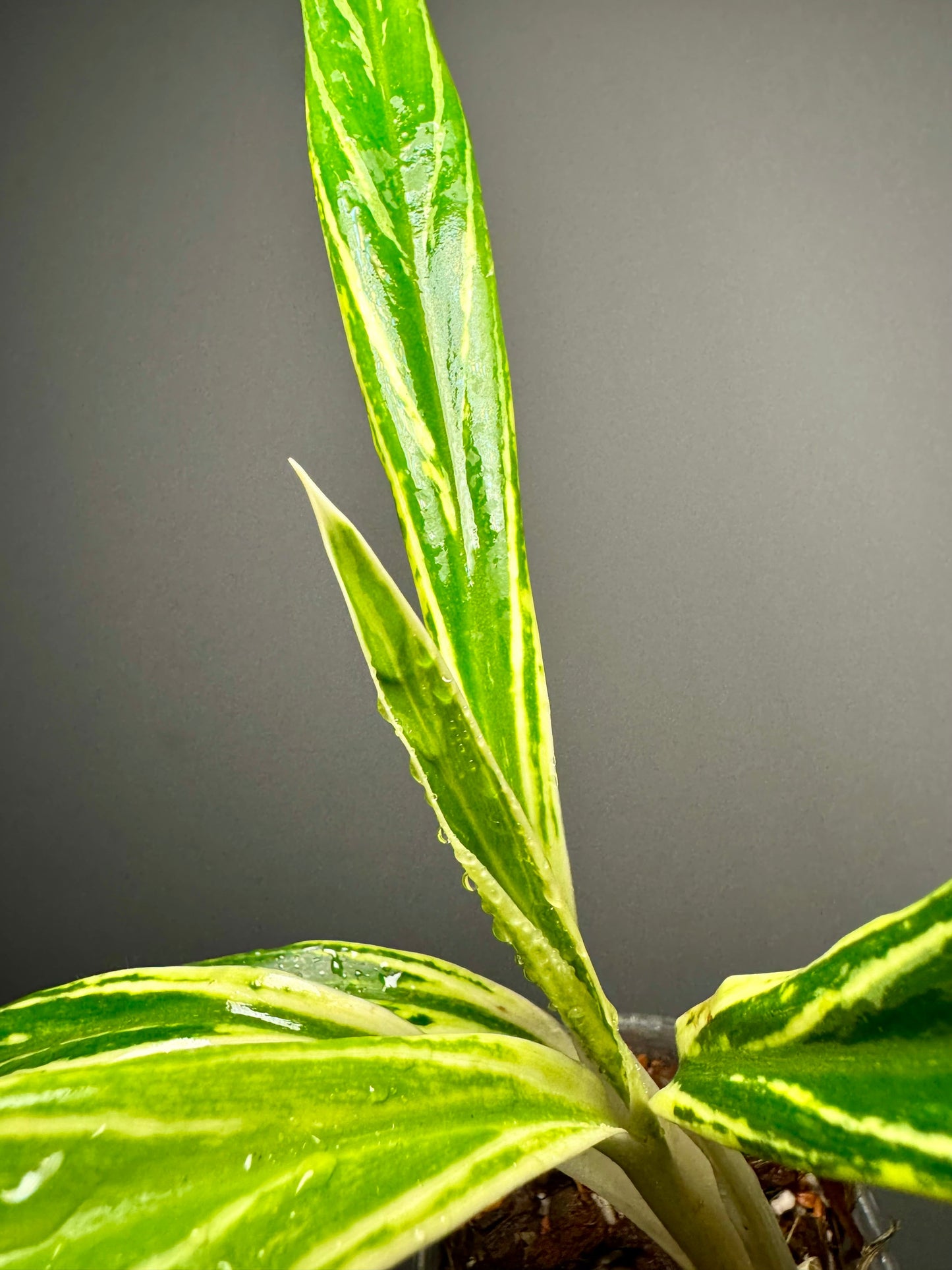 Aglaonema Setthee Ruangkhao Green and White Plants
