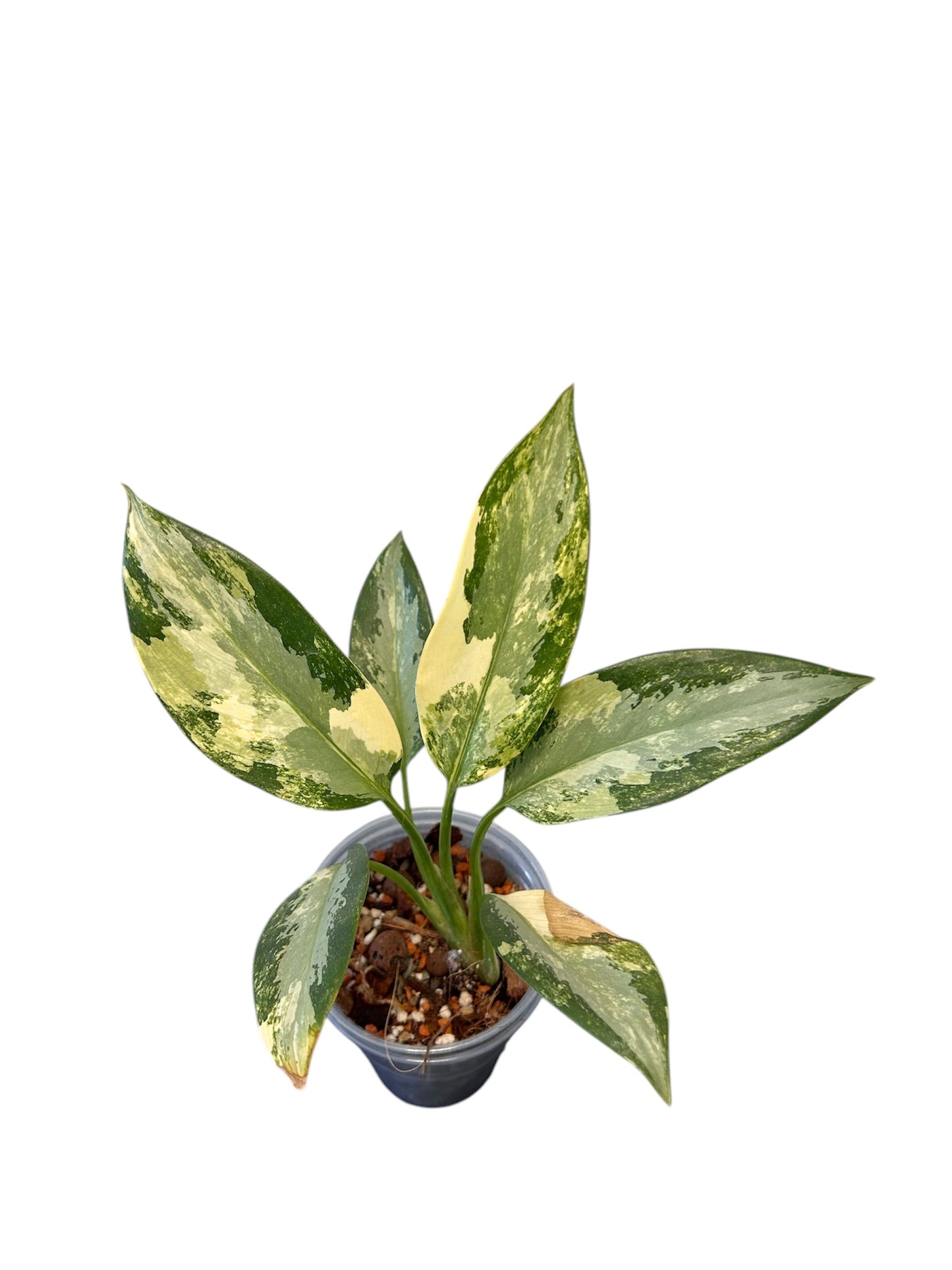 Aglaonema Suvarnnaphumi Variegata Green and White Plants