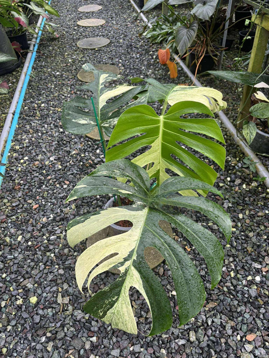 Monstera Jungle Mint variegata - Delivery 15 days