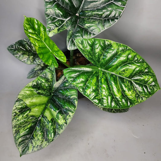 Alocasia Sinuata Aurea Variegata - Précommande Green and White Plants