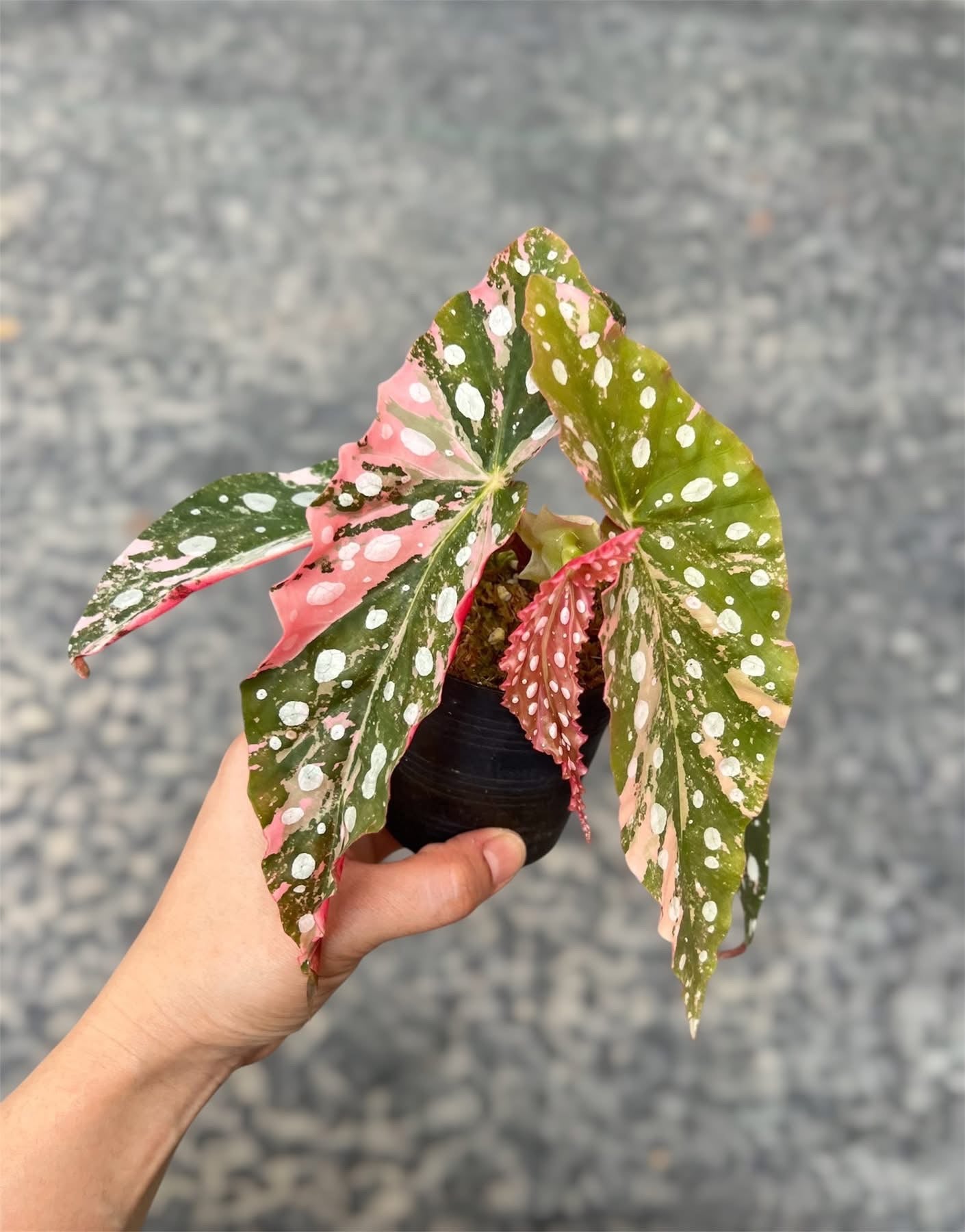 Begonia Maculata Pink
