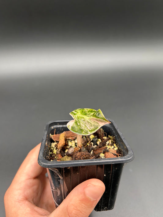 Alocasia Heart Balloon Albo/Pink / Black Velvet Pink / Alocasia Substrate - Custom-made (2x interest-free payment)