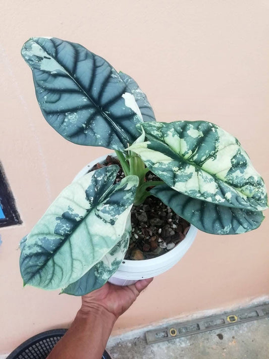 Alocasia Silver Dragon Albo Variegata Corm - 30-day delivery