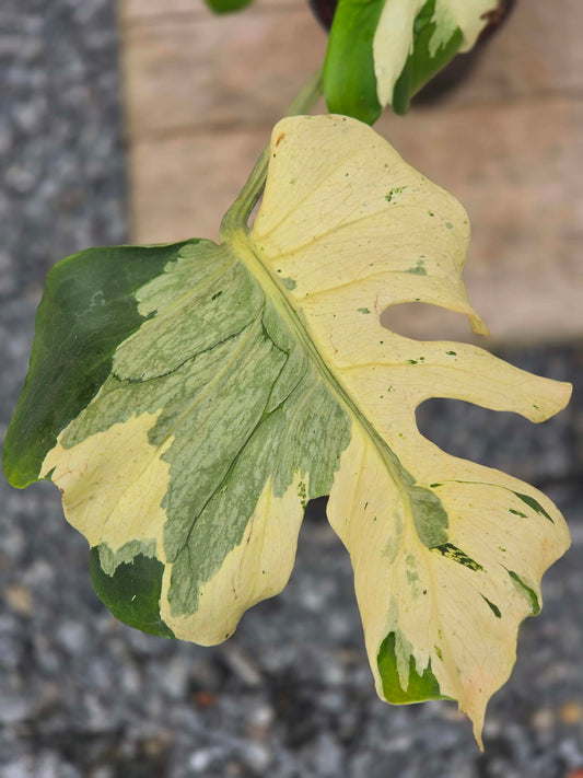 Monstera Master Piece MC USA