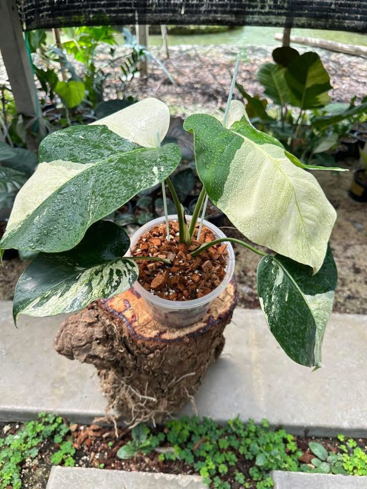 Monstera Jungle Mint Variegata - Livraison 30 jours