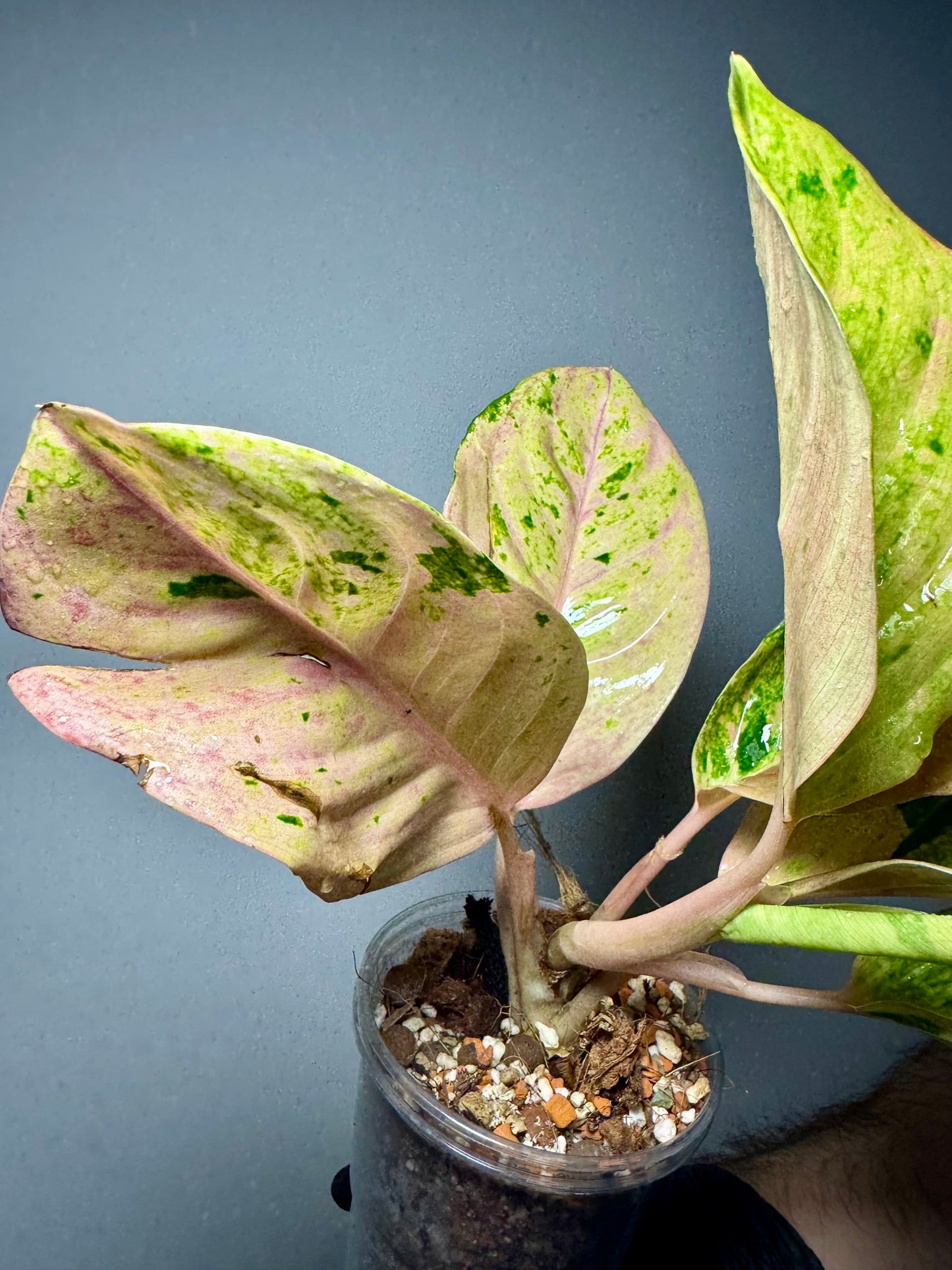 Aglaonema Kumlaingoenkumlaithong Green and White Plants