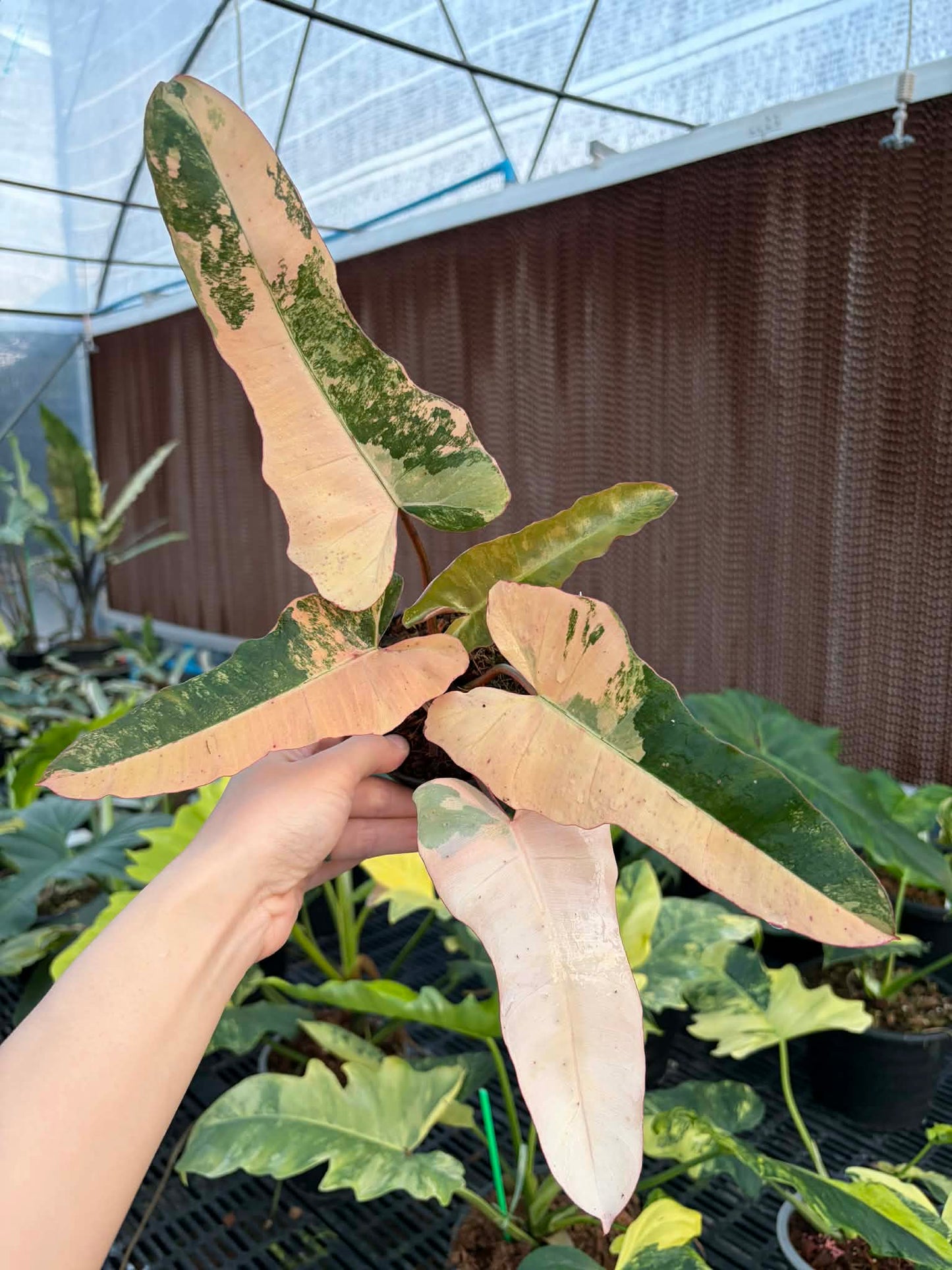 Philodendron (FB x Mayoi) x Black Bilie